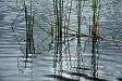 Water grass