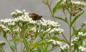 Little brown butterfly