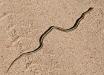 Snake in the road