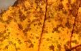 Yellow leaf