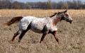 Spooked horse