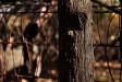 Old fencepost