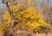 Fall on the Little Ark River