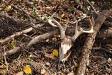 Bagged an 8-point buck today