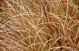Grass on the trail 2