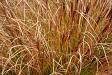 Grass on the trail 1