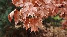 Leaves on the outer loop trail 1