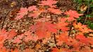 Red leaves