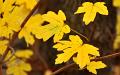 Yellow on brown