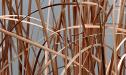 Cattail thicket