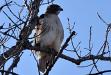 Ark River hawk