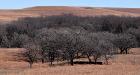 Flint Hills trees