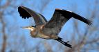 Great Blue Heron in flight