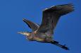 Great Blue Heron in flight
