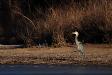 Great Blue Heron on shore
