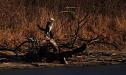 Great Blue Heron on shore