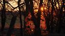 Red sun through the trees