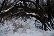 Under the trees