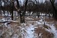 Winter woods